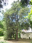 Morgenländischer Lebensbaum (Thuja orientalis)