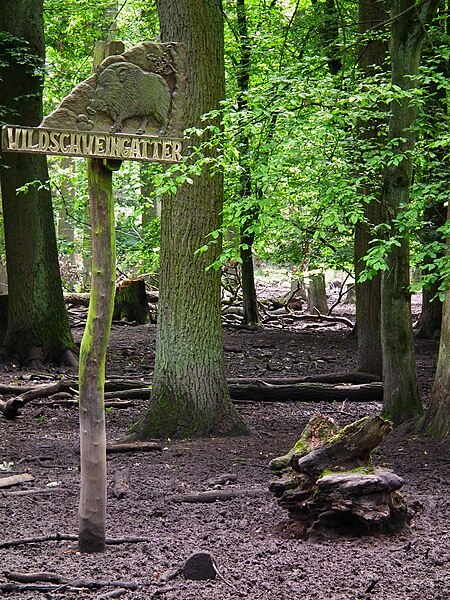 File:Wildschweingatter Wildpark Alte Fasanerie Klein-Auheim Juni 2012.JPG