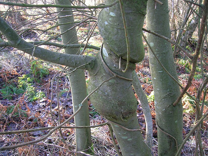 File:Willow species with Honeysuckle woodbine.JPG