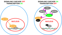 WWTR1 (TAZ) and the structurally similar protein, YAP, act as transcriptional coactivators and are regulated by Hippo pathway activation. YAP and TAZ - Biochemical Regulation Diagram.png