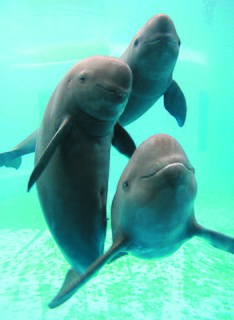 <span class="mw-page-title-main">Yangtze finless porpoise</span> Species of porpoise endemic to China