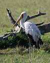 Yellow-billed Stork (Mycteria ibis) standing on grass, from side.jpg