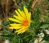 Scolymus hispanicus