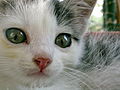 Yavru Kedi; Bu yavru kedi ilgili vikipedistin neredeyse- herkese yıldız vererek kullanıcılara moral verdiği için, ToprakM tarafından 4 Ağustos 2020, 19:09 (UTC) tarihinde verilmiştir.