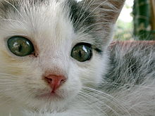 A young kitten with grey eyes, a pink nose and a white face stares peacefully at the camera