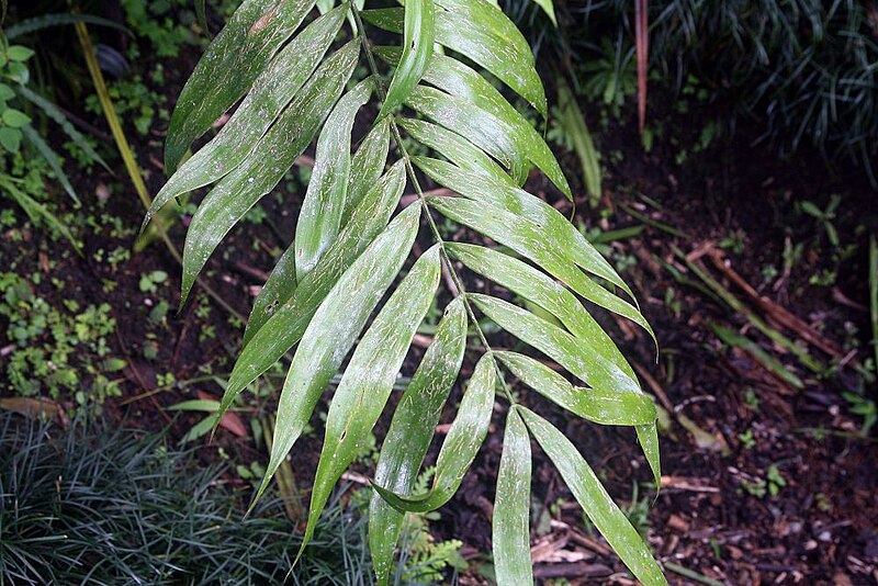 File:Zamia acuminata 1zz.jpg