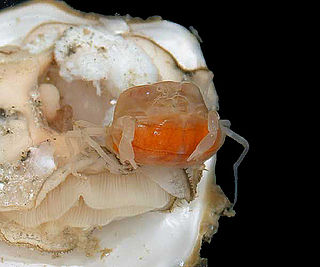 <span class="mw-page-title-main">Oyster crab</span> Species of crab