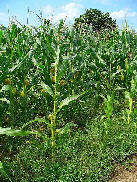 What part of the plant does corn come from?