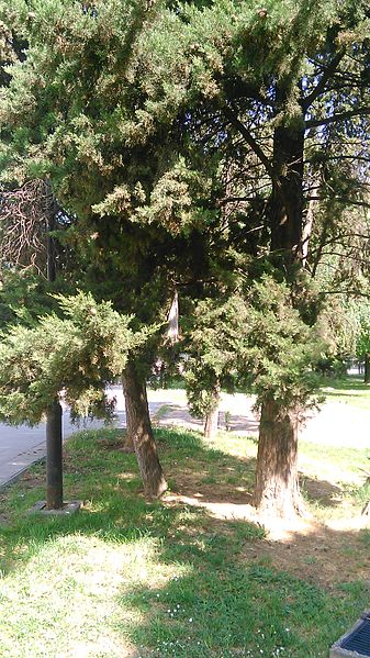 File:Zena Park-Skopje (55).jpg