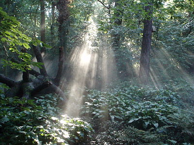 Forêt dense typique du centre des Pays-Bas, ici dans le Brabant-Septentrional.