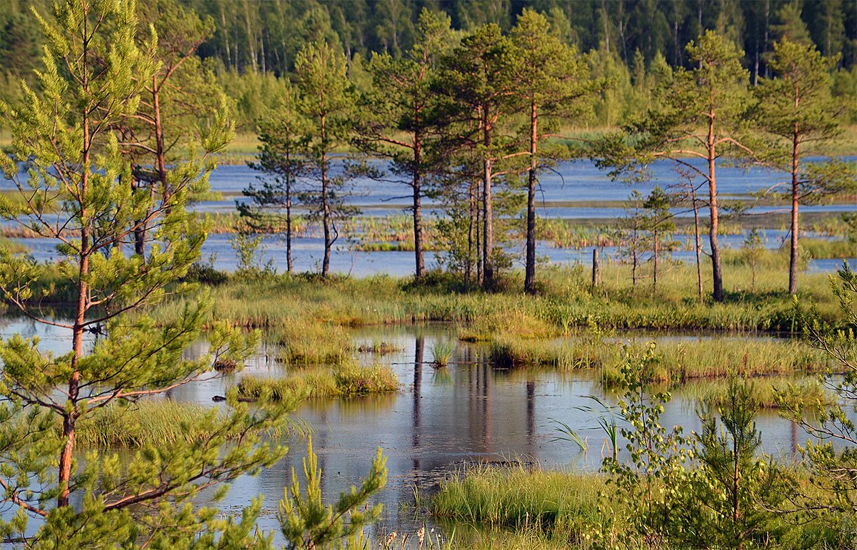 Галкинское болото Калужская область