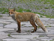 キタキツネ - Wikipedia