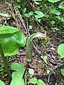 "Flowers Blossom at Valley of Flowers Chamoli, India" 65.jpg