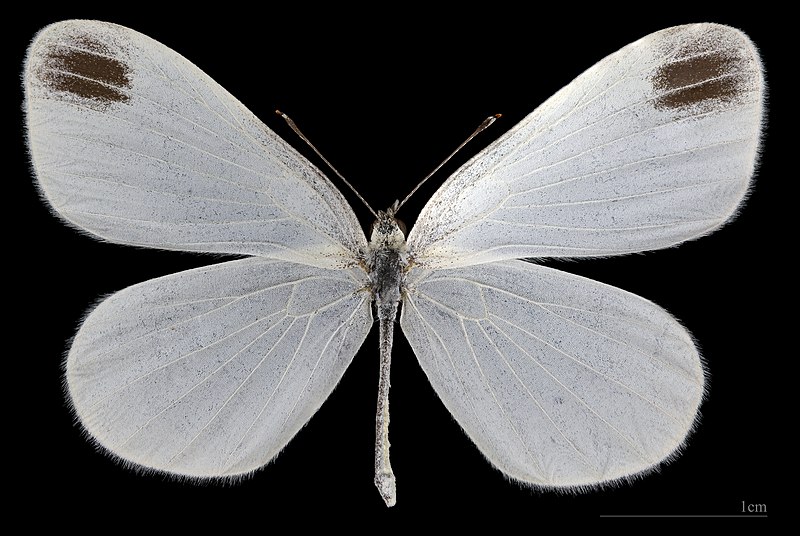 File:(MHNT) Leptidea sinapis - Foret de Bouconne, France - male dorsal.jpg
