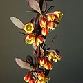 Dráč Thunbergov; zväzočky rozvíjajúcich sa kvetov (máj)