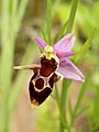 Ophrys scolopax subsp. cornuta Bulgaria