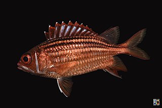 <i>Sargocentron ittodai</i> Species of fish