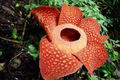 Lahkoon Malpighiales kuuluvien rafflesioiden kukat ovat suuria ja viisiteräisiä.
