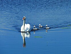 Schwäne, Federsee