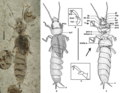 Thumbnail for Eodermaptera
