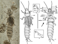 Fossil of Belloderma arcuata from the Middle Jurassic of China, a member of the extinct Eodermaptera 12862 2010 Article 1559 Fig1 HTML.webp