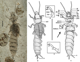 Belloderma arcuata