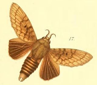 <i>Gastroplakaeis</i> Genus of moths