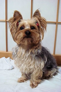 los yorkies son buenos perros falderos