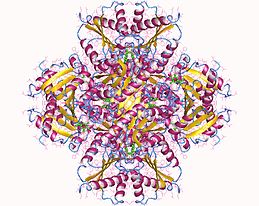 Imagen de 1J2Y DHQD dodekamer +12 DQA (verde).  (Creado con Molmol)