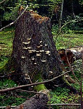 Fungus Climacocystis borealis on a tree stump in the Bialowieza Forest, one of the last largely intact primeval forests in Central Europe 2005-09 Bialowieski Park Narodowy 12.jpg