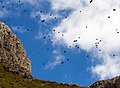 Ein Schwarm von Alpendohlen im Rosengarten (Dolomiten)