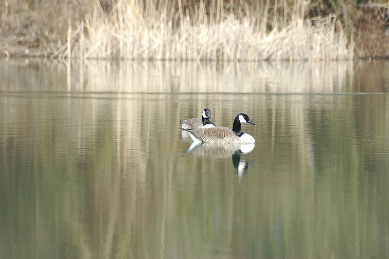 File:2010-03-17 (15) Goose, Kanadagans, Branta canadensis ginsheim-gustavsburg.JPG