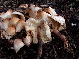 <i>Leucoagaricus meleagris</i> Species of fungus