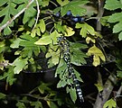 ♂ Aeshna cyanea