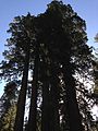 2013-09-20 09 24 10 Giant Sequoias in Grant Grove.JPG