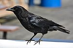 Thumbnail for File:2014-04-29 01 Northwestern crow (Corvus brachyrhynchos caurinus).jpg