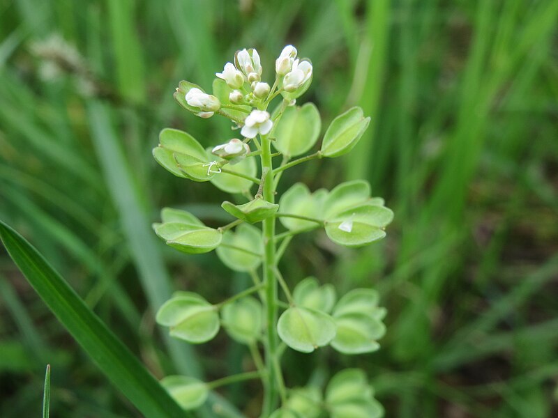 File:20140407Microthlaspi perfoliatum2.jpg