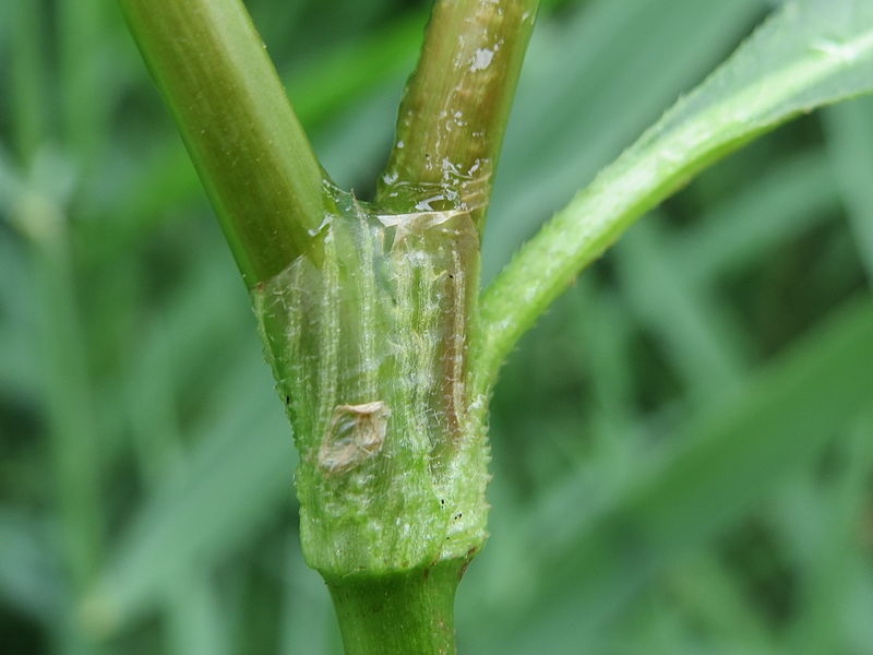 File:20140705Persicaria lapathifolia3.jpg