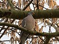 20150317Columba palumbus.jpg