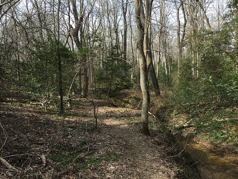 File:2016-03-01 14 30 55 American Hollies along a trail passing alongside a severely eroded tributary of Little Difficult Run within Fred Crabtree Park in Reston, Fairfax County, Virginia.jpg