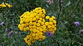 Tanacetum vulgare