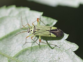 Mermitelocerus schmidtii