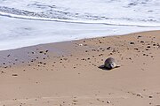 Seals at Horsey Dunes in Norfolk, United Kingdom.