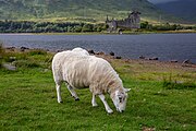 Sheep in front of Kilchurn Castle in Scotland, as viewed from a near layby.