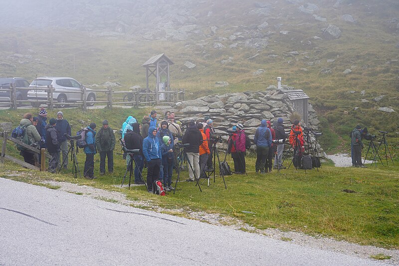 File:2023-10-01 Sölkpass EuroBirdwatch.jpg