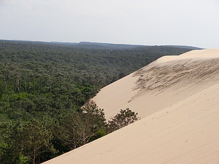 An enormous coastal dune towers over the forest of the Landes