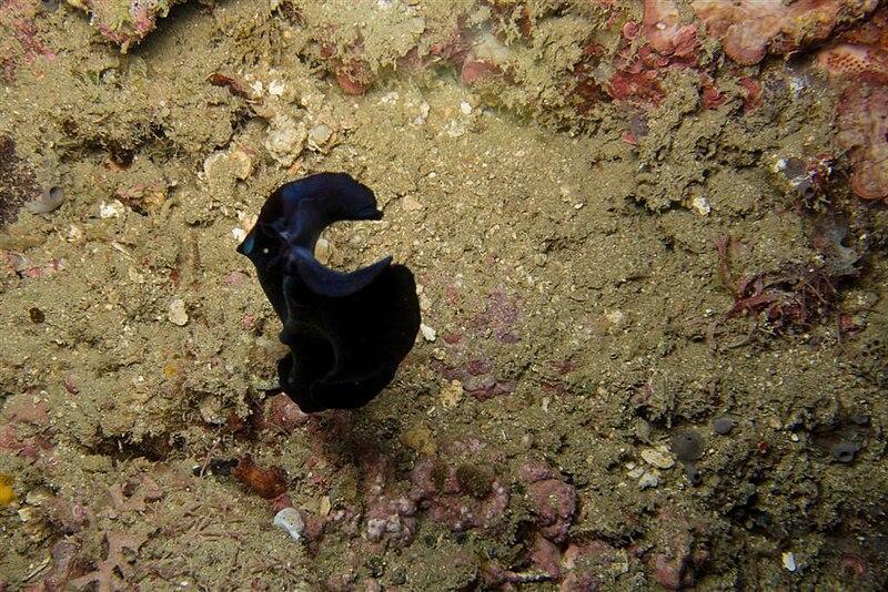 File:23-EastTimor-Dili-Rock-East NightDive 16 (Nudibranch Philinopsis-Speciosa)-APiazza.JPG