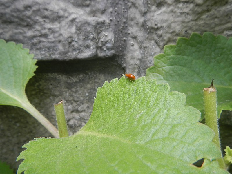 File:4733Common houseflies in Philippines 13.jpg