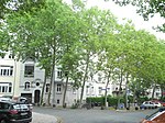 Plataner (Platanus acerifolia) vid Goethestrasse, utplanterade 1982, 2020