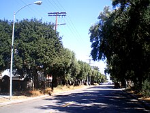 76 Mature Olive Trees (HCM -49).jpg